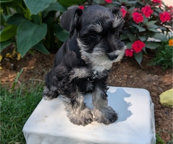 Medium Photo #37 Schnauzer (Miniature) Puppy For Sale in GOSHEN, IN, USA