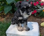Small #11 Schnauzer (Miniature)