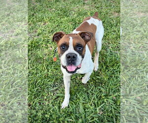 Boxer Dogs for adoption in Dumont, NJ, USA