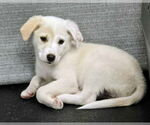 Small Great Pyrenees Mix