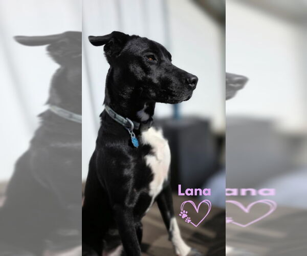 Medium Photo #1 Labrador Retriever-Unknown Mix Puppy For Sale in Monte Vista, CO, USA