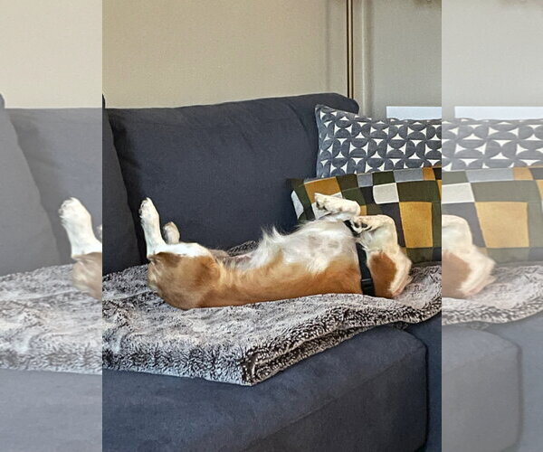 Medium Photo #2 Mutt Puppy For Sale in Plainfield, IL, USA