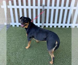 Rottweiler Dogs for adoption in Modesto, CA, USA