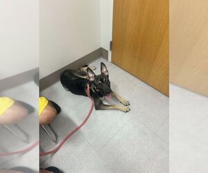 Sheba - Female German Shepherd Dog-Unknown Mix Dog for Adoption - Photo #2