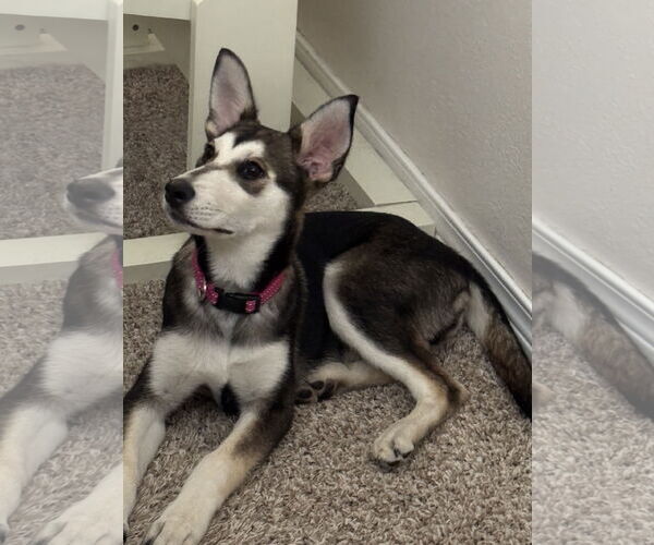 Medium Photo #5 Siberian Husky-Unknown Mix Puppy For Sale in Cedar Crest, NM, USA
