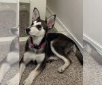 Small #4 Siberian Husky Mix