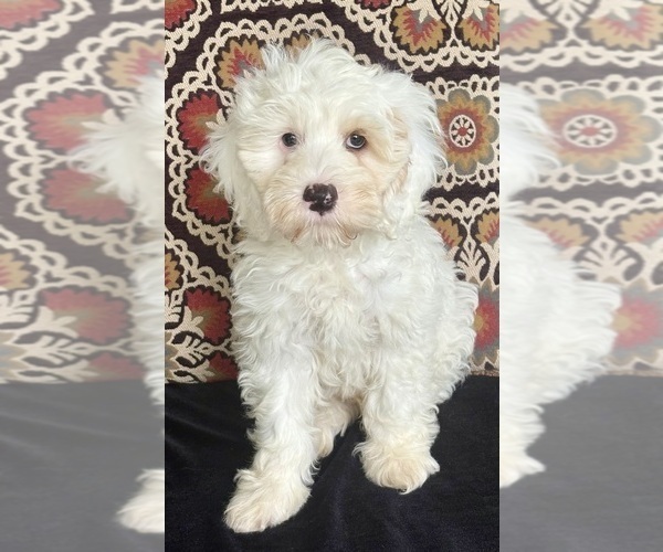 Medium Photo #14 Australian Labradoodle Puppy For Sale in WASHINGTON, NC, USA