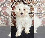 Puppy Friedrich Australian Labradoodle