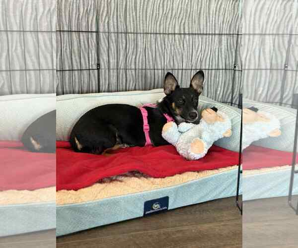 Medium Photo #1 Dachshund-Unknown Mix Puppy For Sale in Arlington, WA, USA