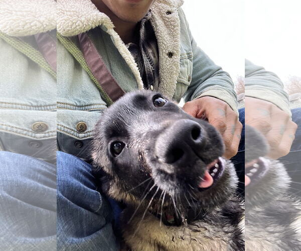 Medium Photo #23 German Shepherd Dog Puppy For Sale in Seattle, WA, USA