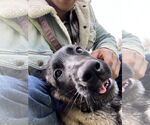 Small #22 German Shepherd Dog