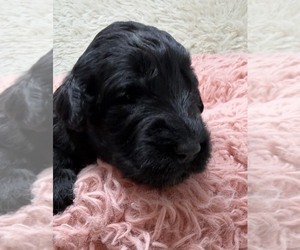 Medium Goldendoodle