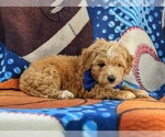 Small Photo #5 Maltese-Poodle (Toy) Mix Puppy For Sale in LEOLA, PA, USA