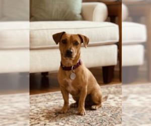 Chihuahua-Unknown Mix Dogs for adoption in Genesee, WI, USA