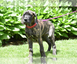 Small Photo #2 Great Dane Puppy For Sale in DANIELSON, CT, USA