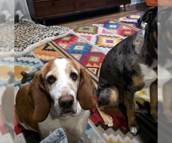 Medium Photo #3 Basset Hound Puppy For Sale in Deepwater, NJ, USA
