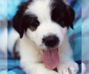 Great Pyrenees-Unknown Mix Dogs for adoption in San Diego, CA, USA