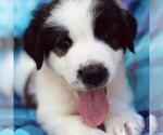 Monster's Inc Pup - Flint - Male Great Pyrenees-Unknown Mix Dog for Adoption - Small photo