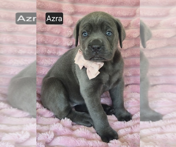 Medium Photo #3 Cane Corso Puppy For Sale in MINERAL WELLS, WV, USA