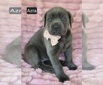 Small #2 Cane Corso