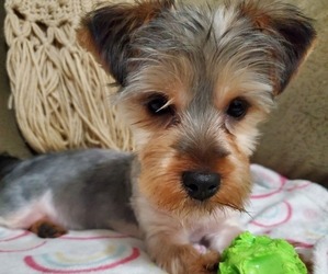 Yorkshire Terrier Puppy for sale in MASSILLON, OH, USA
