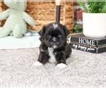 Small #5 Shih Tzu