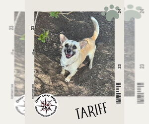 Chiranian Dogs for adoption in Princeton, British Columbia, Canada