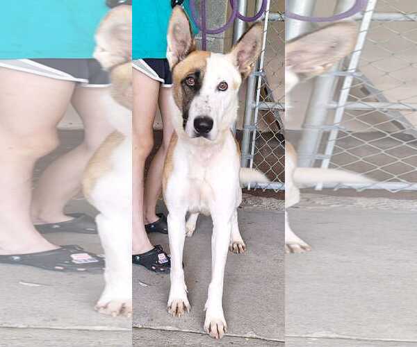 Medium Photo #3 German Shepherd Dog Puppy For Sale in Montgomery, AL, USA
