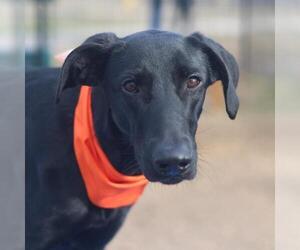 Labrador Retriever-Unknown Mix Dogs for adoption in San Antonio, TX, USA