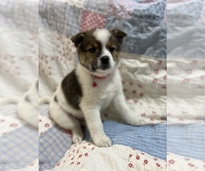 Australian Cattle Dog-Pomeranian Mix Puppy for Sale in LAWRENCE, Michigan USA