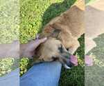 Small #4 Retriever  Mix