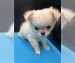 Puppy 3 ShiChi