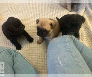 Pug Puppy for sale in Kelowna, British Columbia, Canada