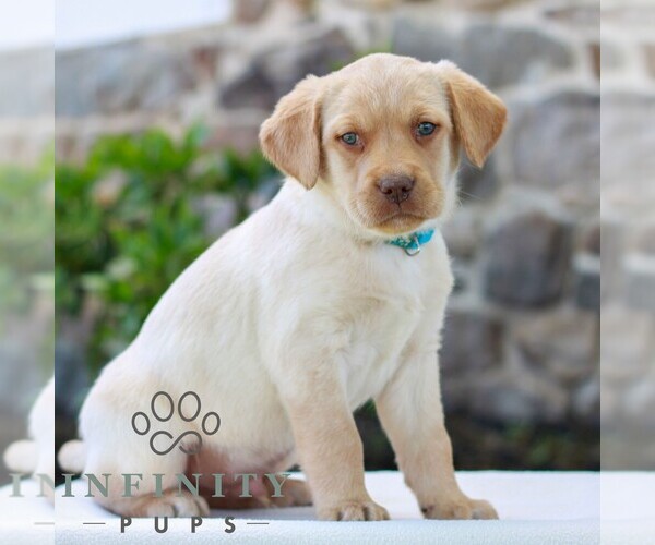 Medium Photo #4 Labrador Retriever Puppy For Sale in MORGANTOWN, PA, USA