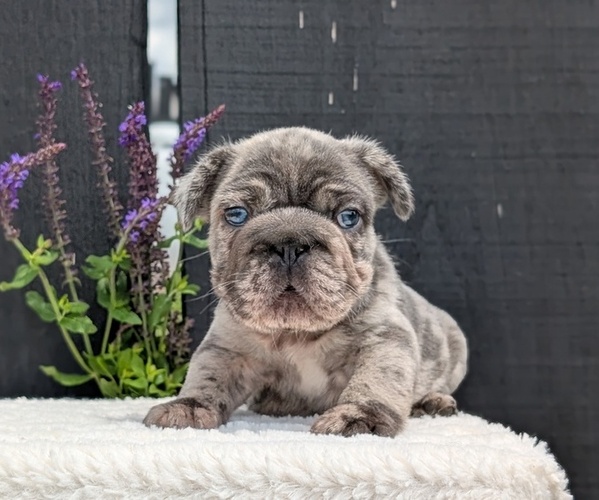 Medium Photo #3 French Bulldog Puppy For Sale in GOSHEN, IN, USA