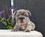 Small #2 French Bulldog