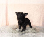 Small Photo #4 YorkiePoo Puppy For Sale in NAPPANEE, IN, USA