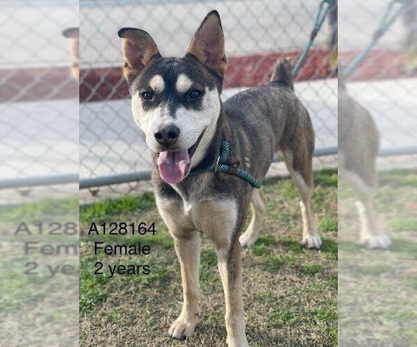 Medium Photo #1 Huskies -Unknown Mix Puppy For Sale in Calgary, Alberta, Canada