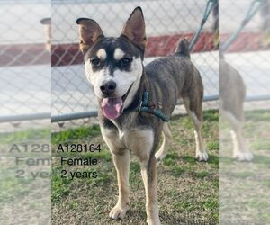 Huskies -Unknown Mix Dogs for adoption in Calgary, Alberta, Canada