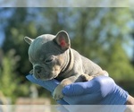 Small #12 French Bulldog