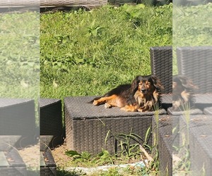 Father of the Dachshund puppies born on 02/14/2026