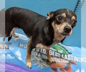 Chihuahua-Unknown Mix Dogs for adoption in Carrollton, TX, USA