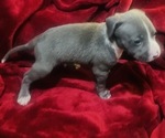 Small #2 American Pit Bull Terrier