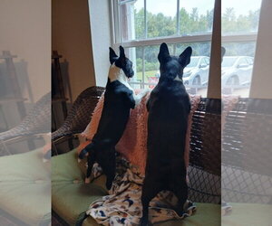 Spike and Jet - Male Faux Frenchbo Bulldog Dog for Adoption - Photo #2