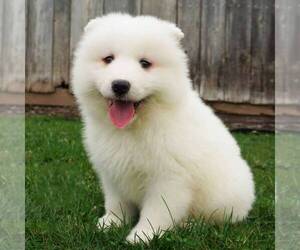 Samoyed Puppy for sale in THORP, WI, USA