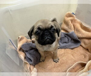 Pug Dogs for adoption in Fremont, CA, USA