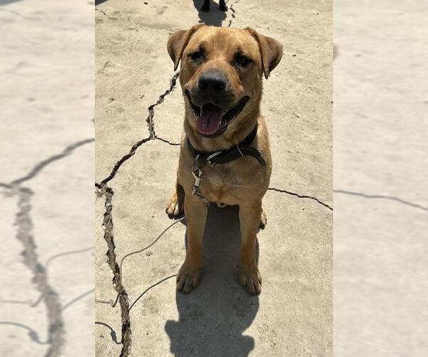 Medium Photo #1 Labrador Retriever-Unknown Mix Puppy For Sale in San Antonio, TX, USA