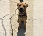 Small Labrador Retriever Mix