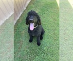 Small Photo #3 Poodle (Standard) Puppy For Sale in LOOGOOTEE, IN, USA