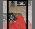 Small #2 Yorkshire Terrier